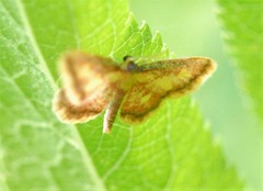 Idaea muricata