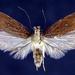 Agonopterix rosaciliella - Photo (c) Jim Vargo at Moth Photographers Group,  זכויות יוצרים חלקיות (CC BY-NC-SA)