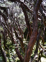 Polylepis reticulata