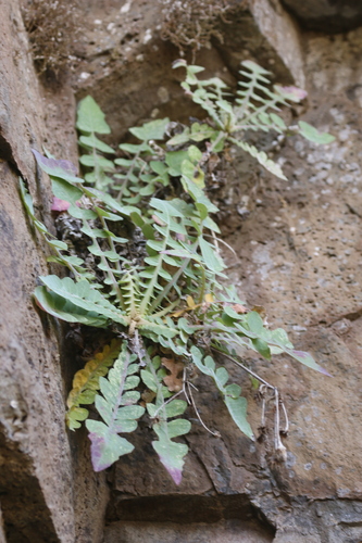 Sonchus radicatus, photograph 5