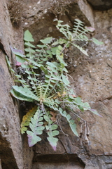 Sonchus radicatus, photograph author not stated, no rights reserved