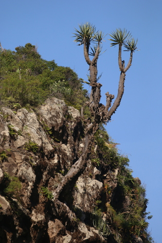 Image of Dracaena draco by no rights reserved