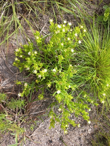 Image of Delosperma lineare by (c) Brian du Preez, some rights reserved (CC BY-SA)