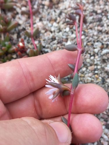 Image of Delosperma subpetiolatum by (c) Brian du Preez, some rights reserved (CC BY-SA)
