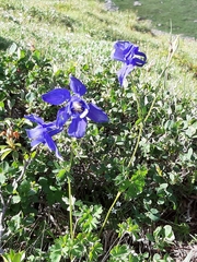 Aquilegia alpina