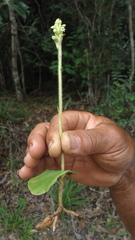 Discyphus scopulariae