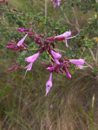 Syncolostemon rotundifolius, photograph 4