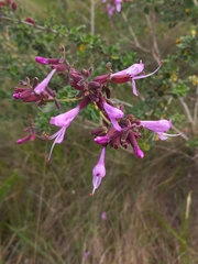 Syncolostemon rotundifolius, photograph (c) Brian du Preez, some rights reserved (CC BY-SA)