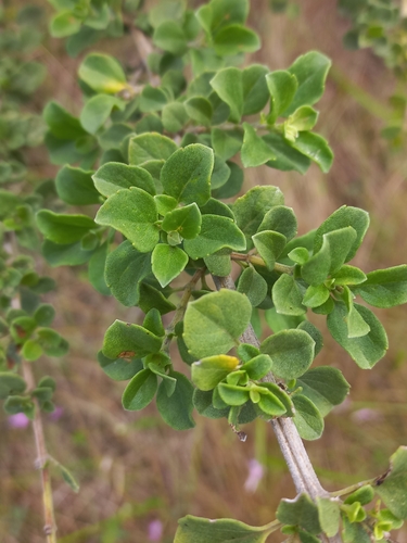 Syncolostemon rotundifolius, photograph 5