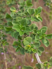 Syncolostemon rotundifolius, photograph (c) Brian du Preez, some rights reserved (CC BY-SA)