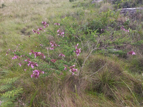 Syncolostemon rotundifolius, photograph 6