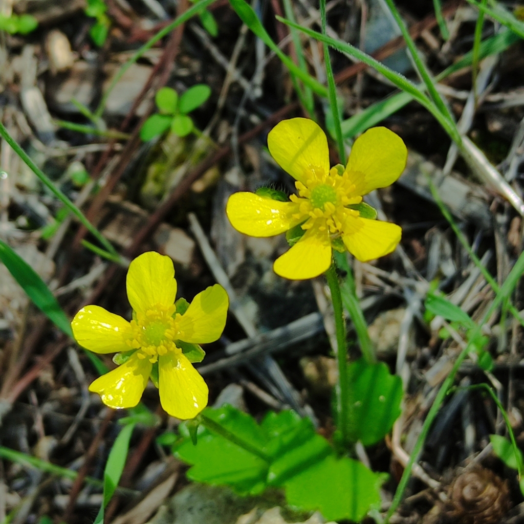 Ranunculus cytheraeus