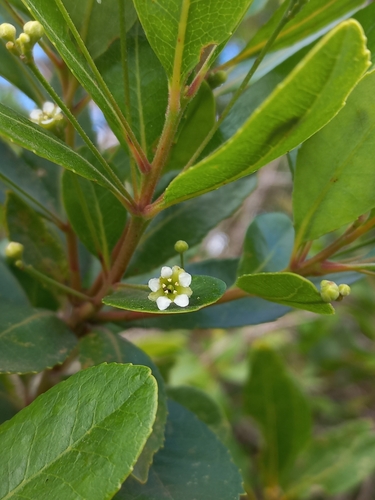 Krantzberry (Gerrardina foliosa)