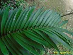 Zamia prasina