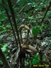 Zamia prasina