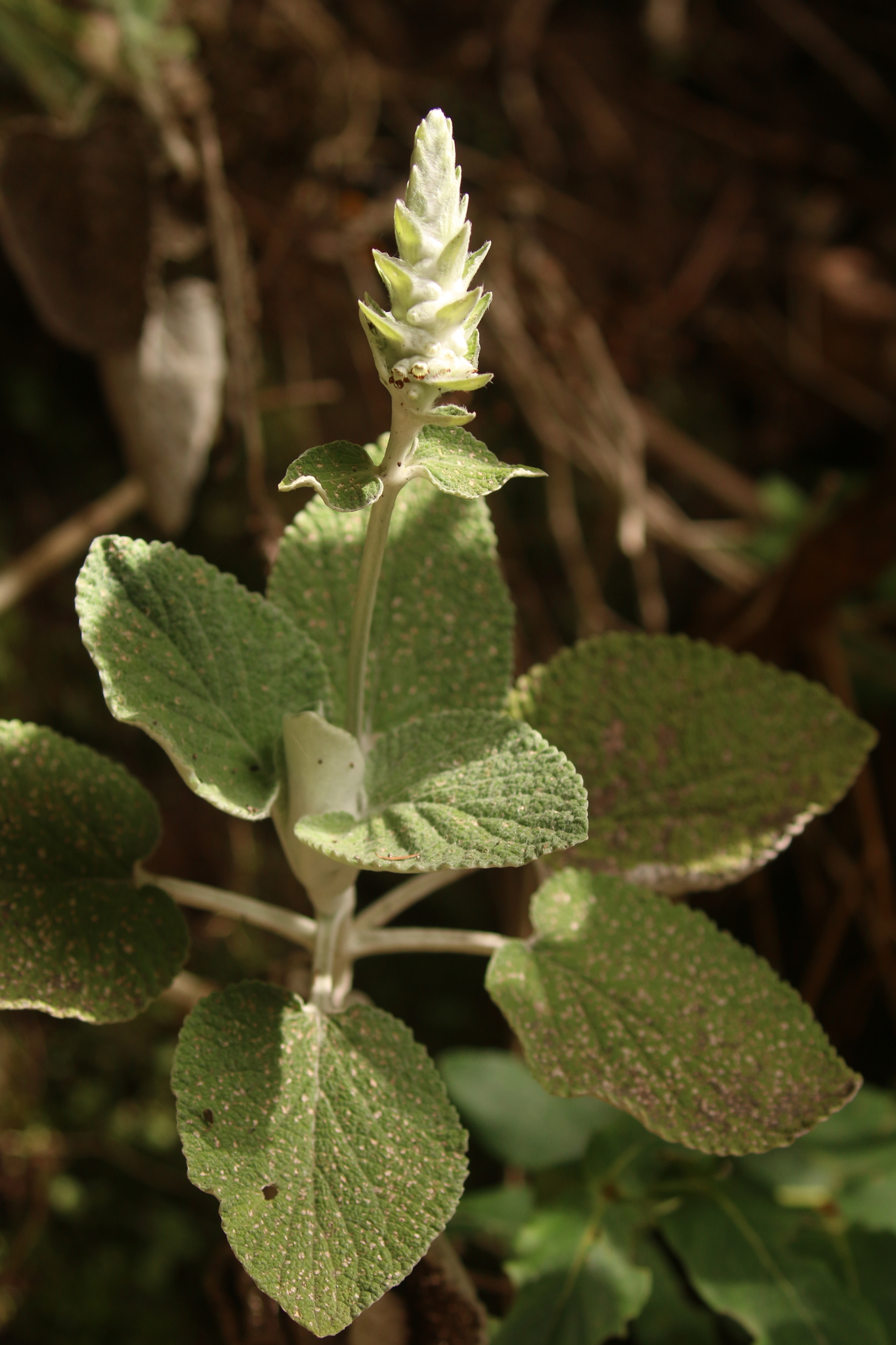 Sideritis macrostachyos
