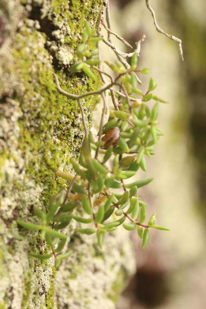 Monanthes anagensis, Almáciga, 38129, Santa Cruz de Tenerife, Spain