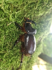Oryctes nasicornis corniculatus