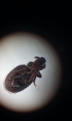 Cathormiocerus aristatus