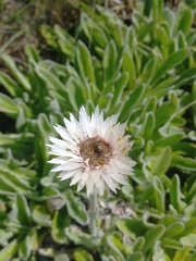 (c) Brian du Preez, some rights reserved (CC BY-SA) Helichrysum ecklonis, photograph (c) Brian du Preez, some rights reserved (CC BY-SA)