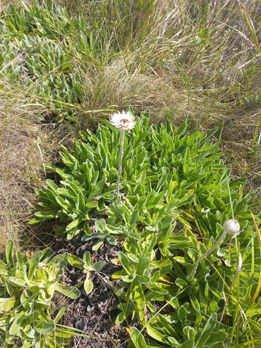 Helichrysum ecklonis, photograph 6