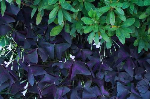 Oxalis triangularis
