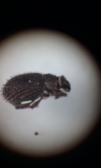 Cathormiocerus aristatus