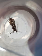 Macrostemum zebratum