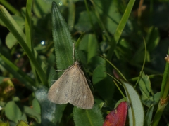 Udea uliginosalis