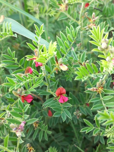 Image of Indigofera pondoensis by (c) Brian du Preez, some rights reserved (CC BY-SA)
