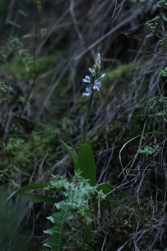 Canary orchid (Orchis canariensis)