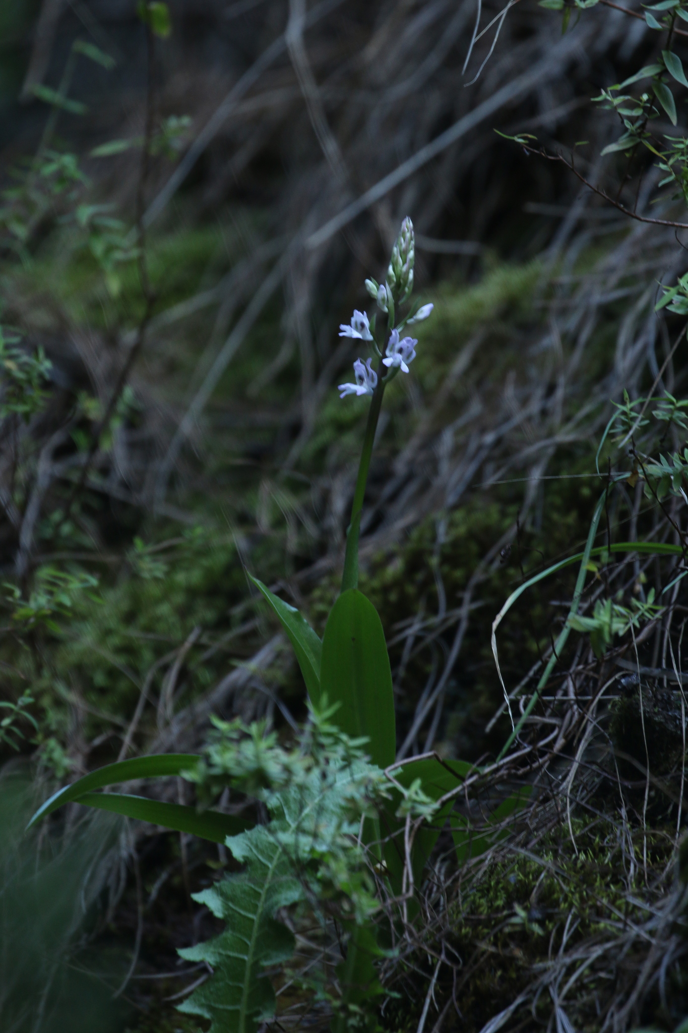 Canary Orchid (Orchis canariensis)