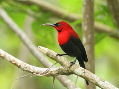 Magnificent Sunbird photo 4