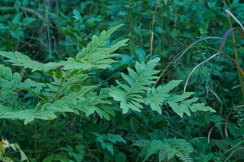 Image of Osmunda japonica by (c) WATANABE Hitoshi 渡辺仁, some rights reserved (CC BY)