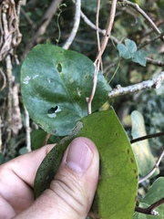 Tinospora caffra