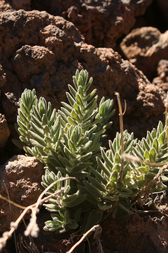 Nepeta teydea, photograph 6