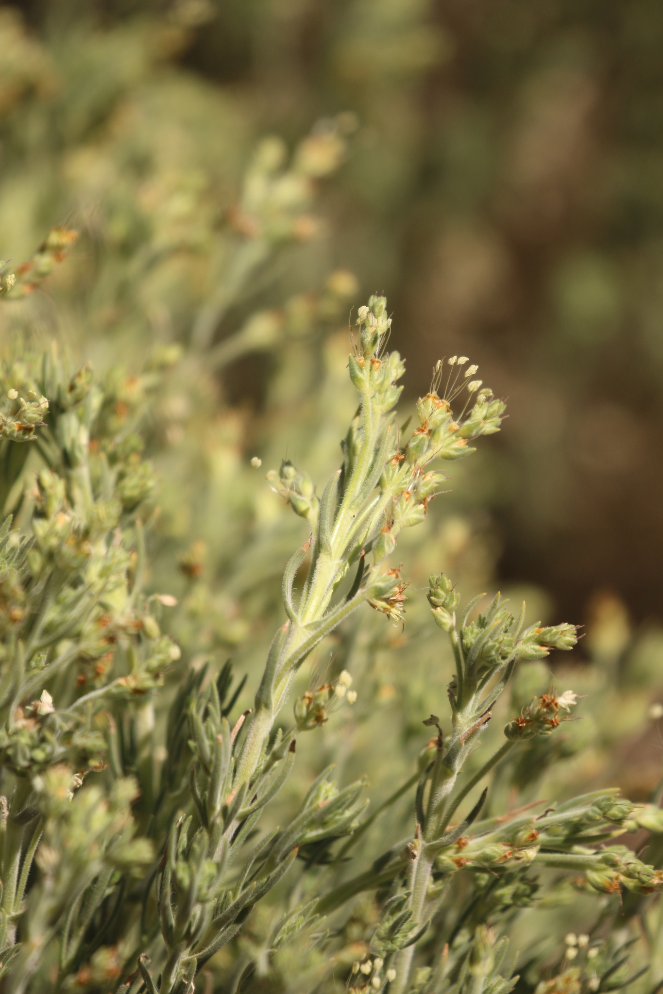 Plantago webbii