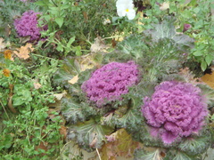 Brassica oleracea viridis