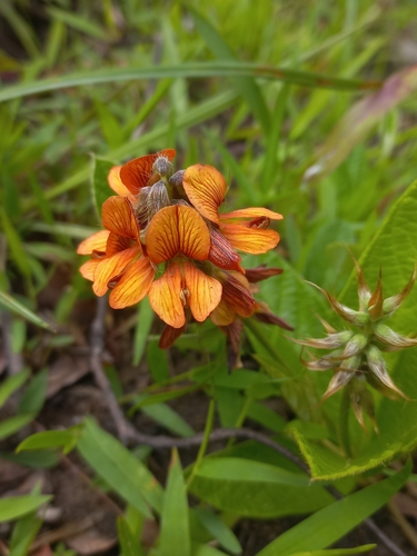 Umtamvuma Eriosema (Eriosema umtamvunense)