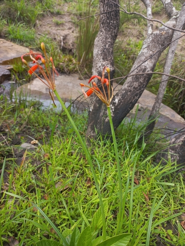 Orange Ifafa Lily (Cyrtanthus brachyscyphus)