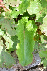 Rumex alpinus