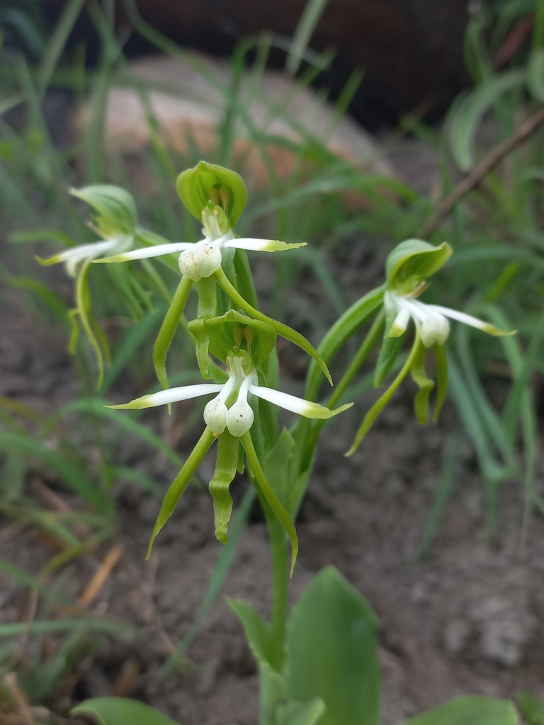 Bonatea boltonii