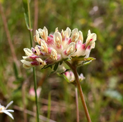 Anthyllis vulneraria vulneraria