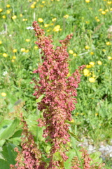 Rumex alpinus
