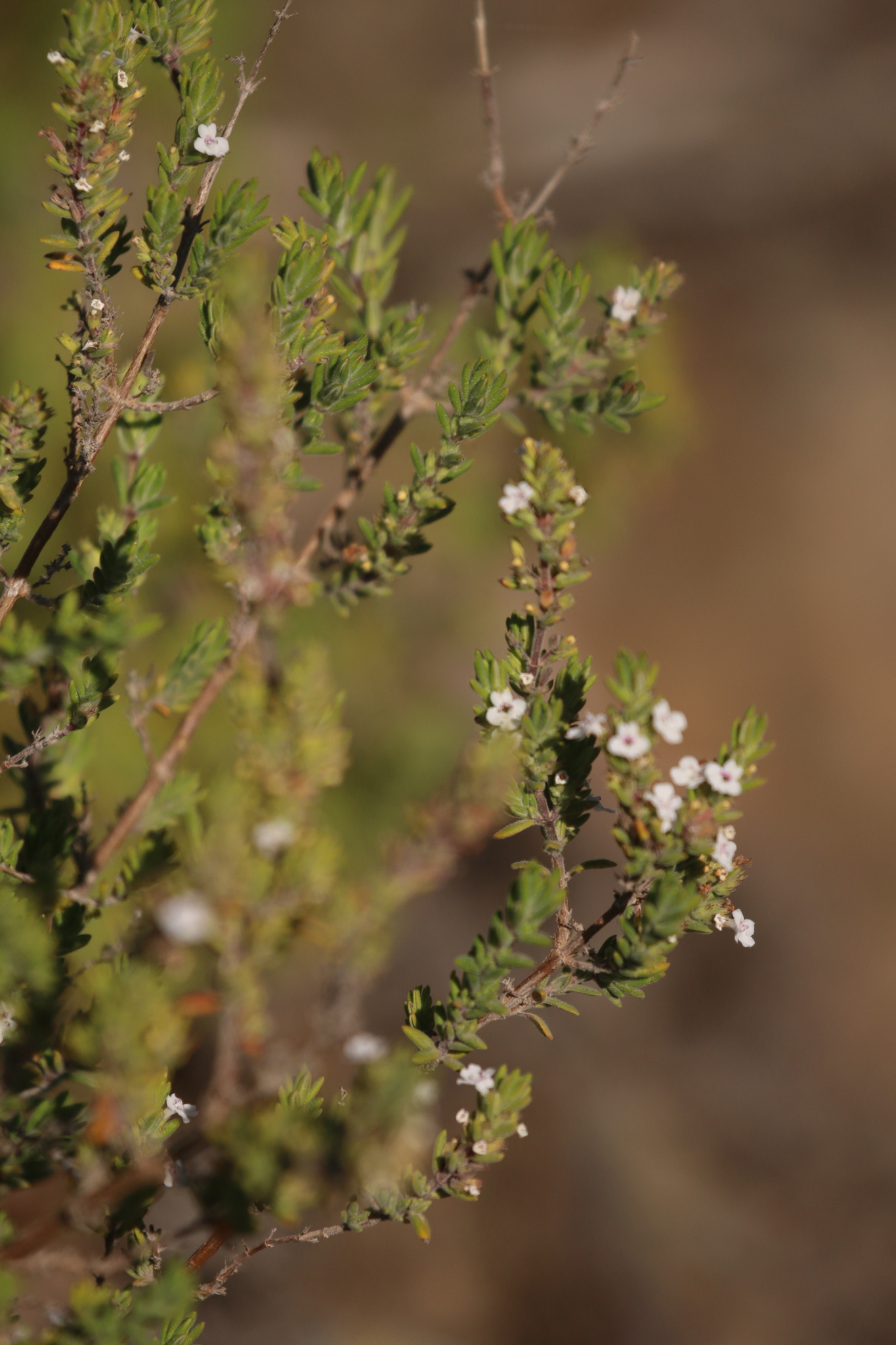Clinopodium tenellum