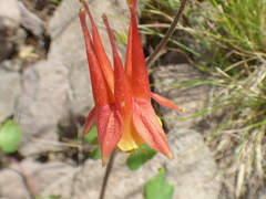Aquilegia desertorum