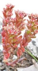 Sedum atratum