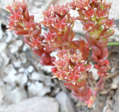 Sedum atratum