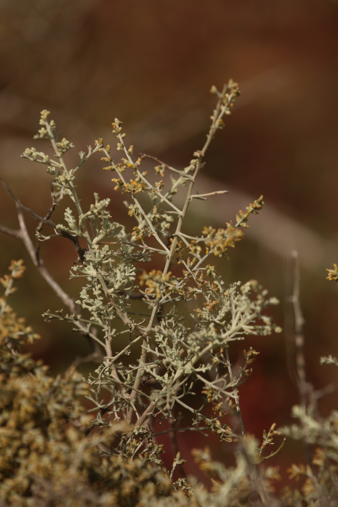 Artemisia ramosa