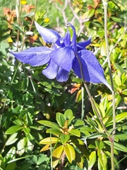 Aquilegia alpina
